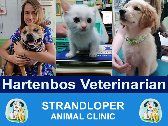 Veterinarian in Hartenbos