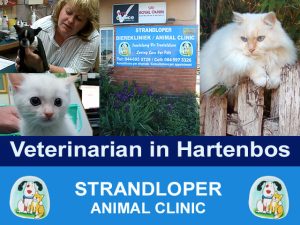 Veterinarian in Hartenbos