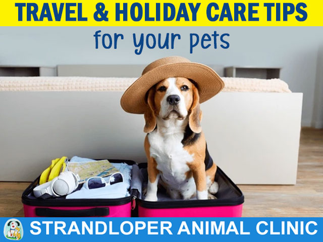 Travel and Holiday Care Tips for Your Pets