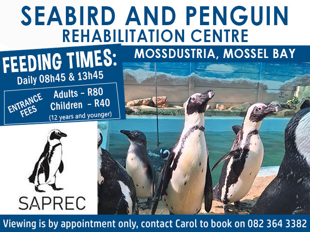 Visit the Penguins at SAPREC Mossel Bay