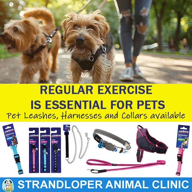 Strandloper Animal Clinic encourage Pet Exercise